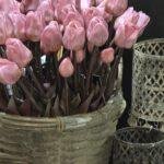 Enkele tulp donker roze donker blad