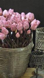 Enkele tulp donker roze donker blad