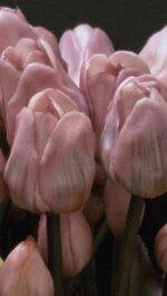 Enkele tulp donker roze donker blad - Afbeelding 3