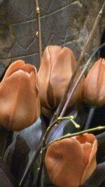 Enkele tulp roest 30cm - Afbeelding 3