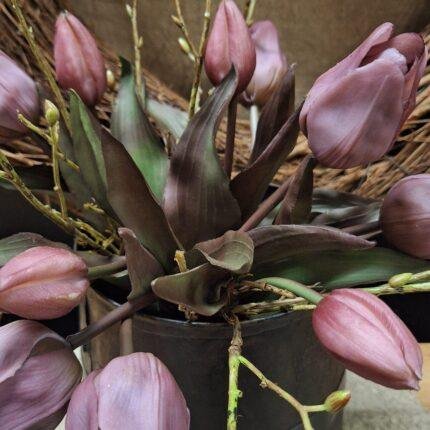Bundel takjes