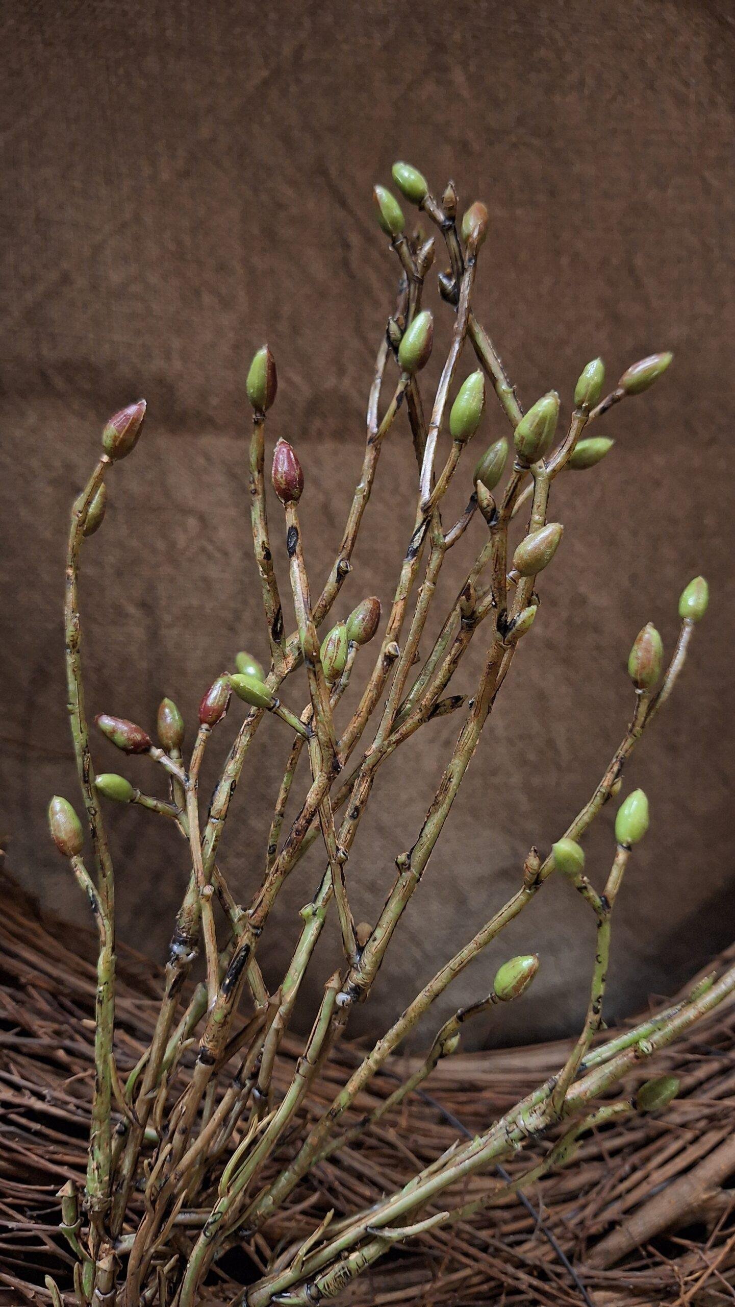 bundel-takjes 1 Bundel takjes - Afbeelding 1