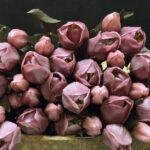 Enkele tulp donker paars donker blad
