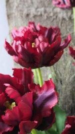 Detail van de bloemkop van de kunsttulp 66cm