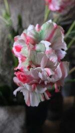 Detail van de bloemkop van de kunsttulp 73cm