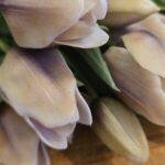 Tulpen creme paars 30cm