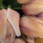 Tulp creme fuchsia 30cm