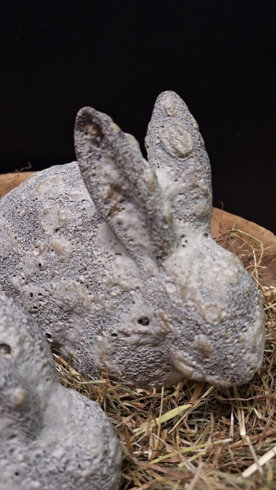 haas-16cm 1 Haas 16cm - Afbeelding 1