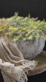 Schaal grijs robuust laag - Afbeelding 3