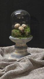 Glazen stolp met voet landelijk – 3 maten decoratie stolp