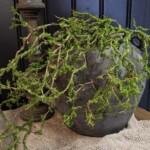Kunst Mostak Hangend Groen – Landelijke Decoratietak 80 cm