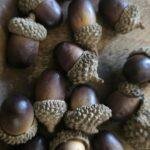 Kunst eikels – set van 10 stuks