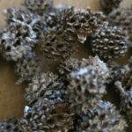 Casuarina Pods 750 gram – frosted- Natuurlijk Decoratiemateriaal