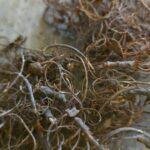 Krulmos 500 gram – Natuurlijk Decoratiemos