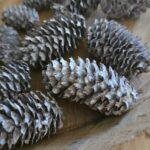 Mini Sparrenkegels 180 gram –frosted- Natuurlijk Decoratiemateriaal