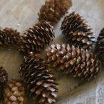 Mini Sparrenkegels 180 gram-bruin – Natuurlijk Decoratiemateriaal