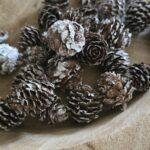 Pinecone Baby Gedroogd 150 gram – Natuurlijk Decoratiemateriaal