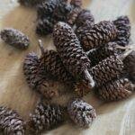 Pinecone Birch 30 gram – Gedroogde Berkenkegels