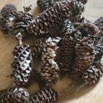 Pinecone Birch 30 gram – frosted- Gedroogde Berkenkegels