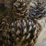 Pinecone Oostenrijker 15 Pcs