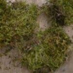 Platmos 80 gram – Natuurlijk Decoratiemos